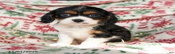 Cavalier King Charles Spaniel dogs for sale: Buffy - Ad 3