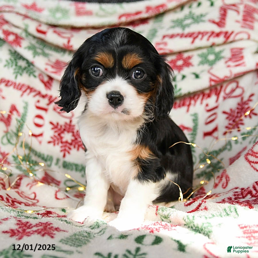 Cavalier King Charles Spaniel dogs for sale: Buffy - Ad 3