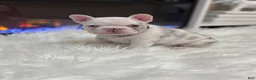 French Bulldog dogs for sale: Rylo  - Ad 5