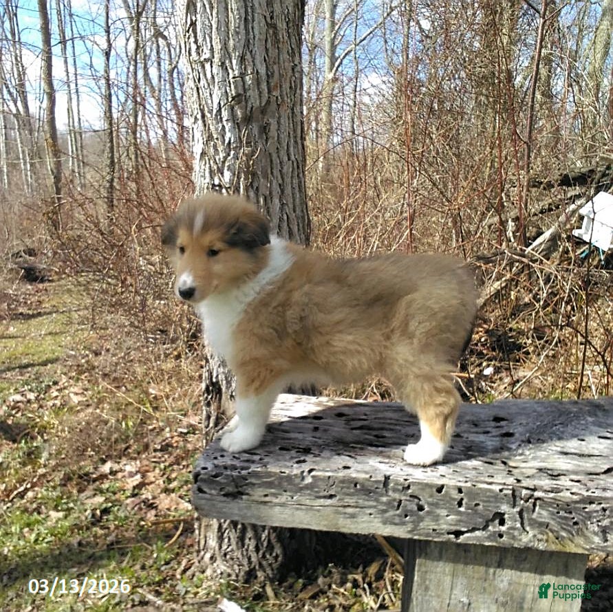 Collie dogs Pokey - Ad 2