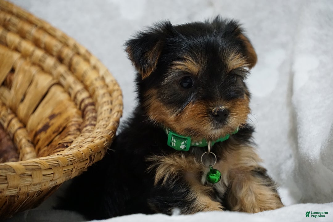 Yorkshire Terrier dogs for sale: Daffodil - Ad 4
