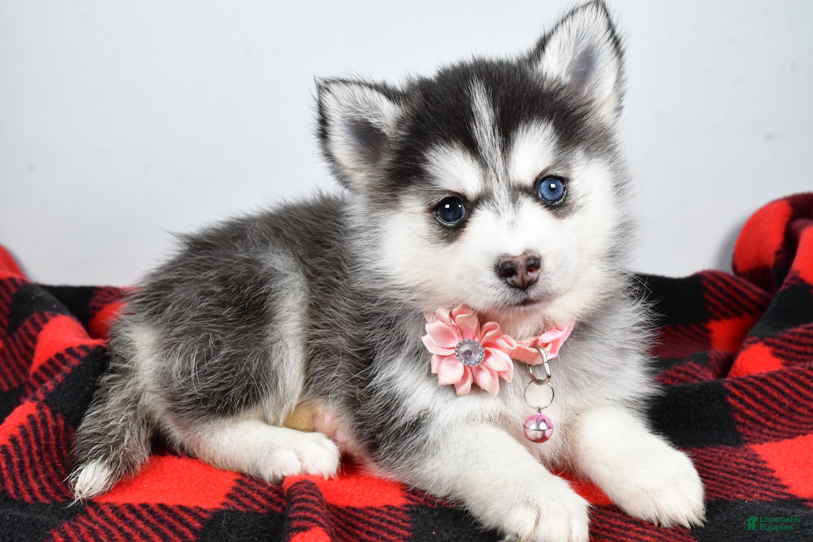 Pomsky dogs Heather - Ad 17