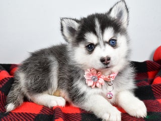 Pomsky dogs Heather - Ad 35