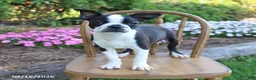 Boston Terrier dogs for sale: Candy - Ad 3