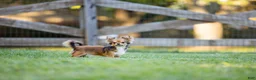 Chihuahua dogs for sale: AKC Chihuahua - Ad 2