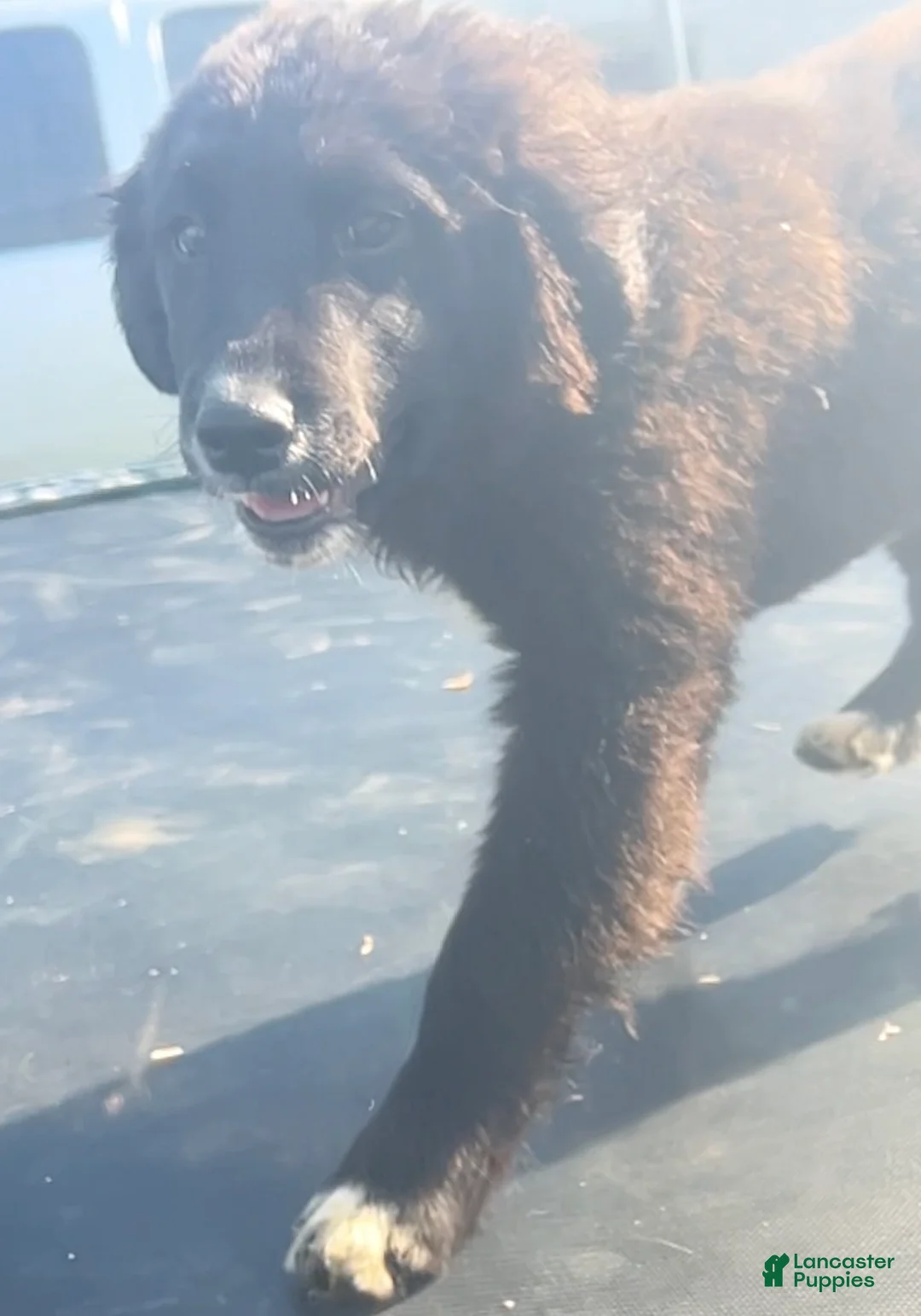 Mixed Breed dogs for sale: Daisy - Ad 3
