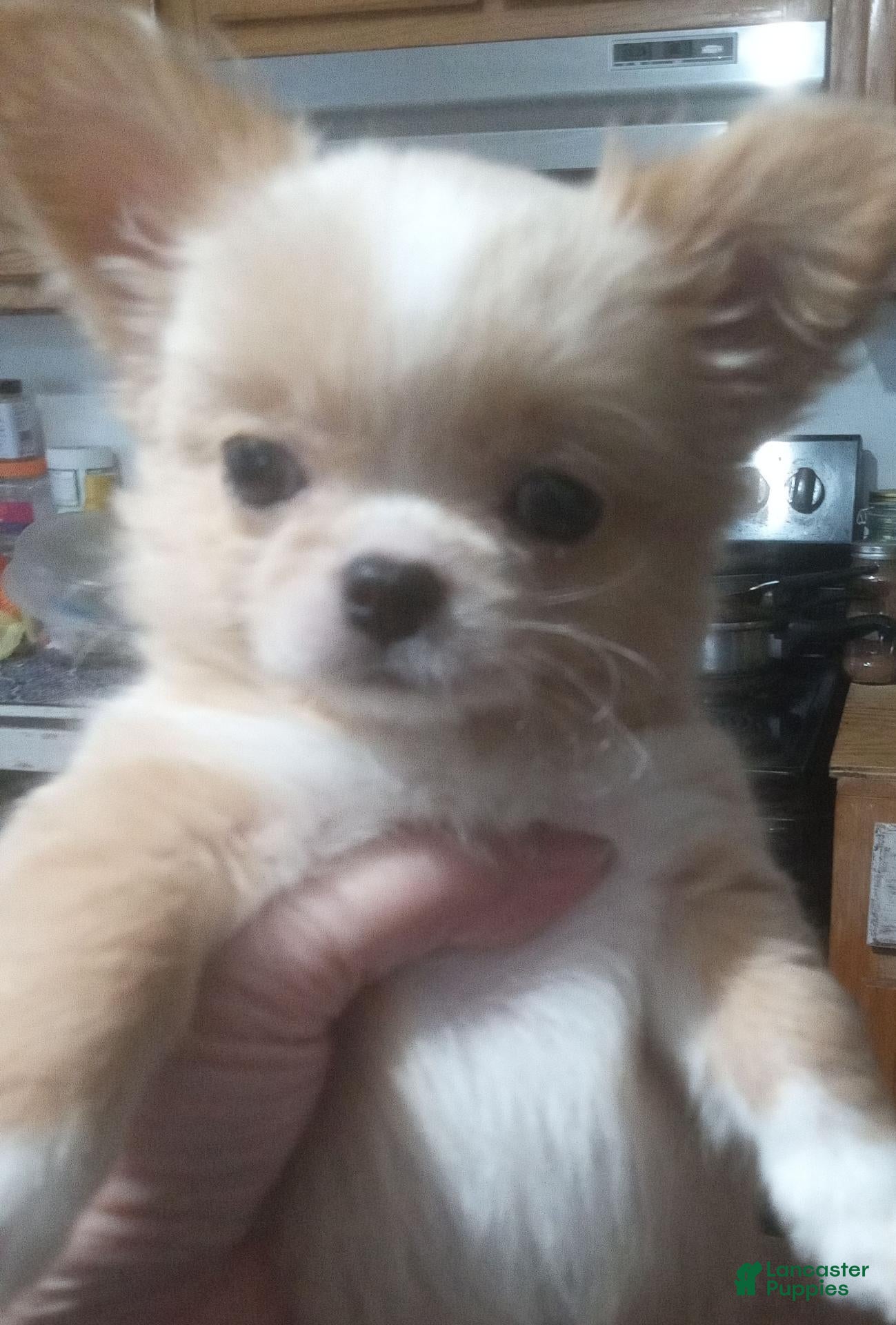 Chihuahua 1 Chihuahua for sale in Milledgeville | Lancaster Puppies