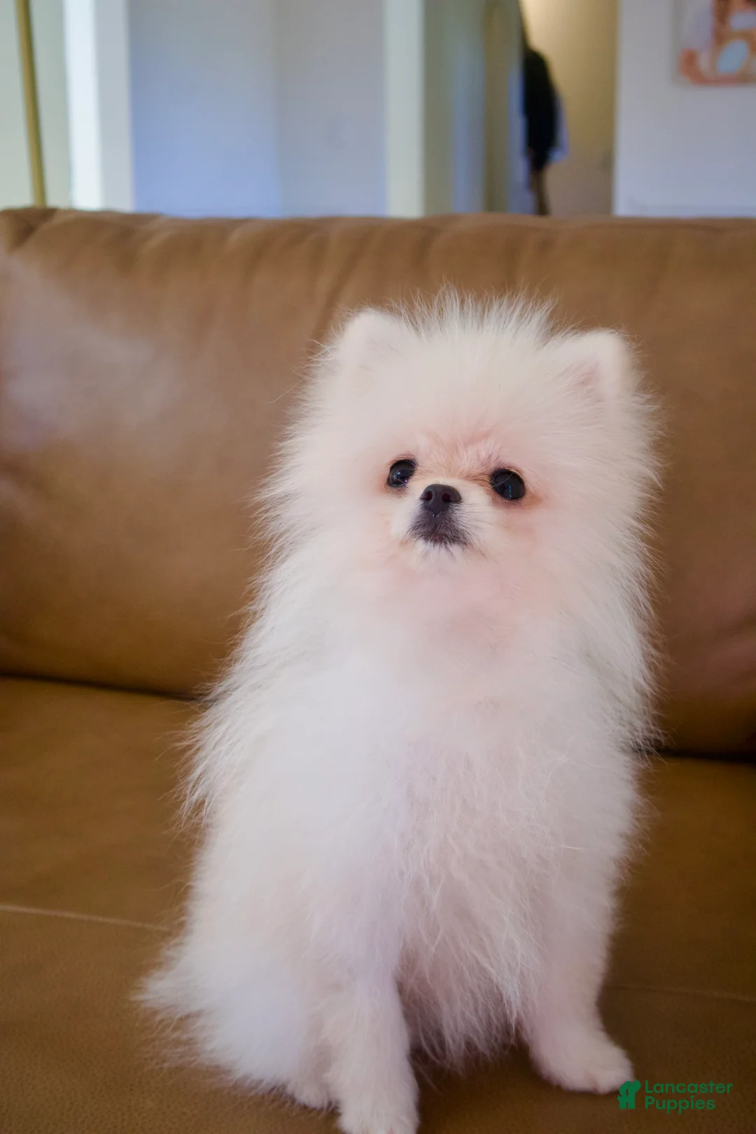 Pomeranian dogs for sale: Teddy, JR - Ad 2