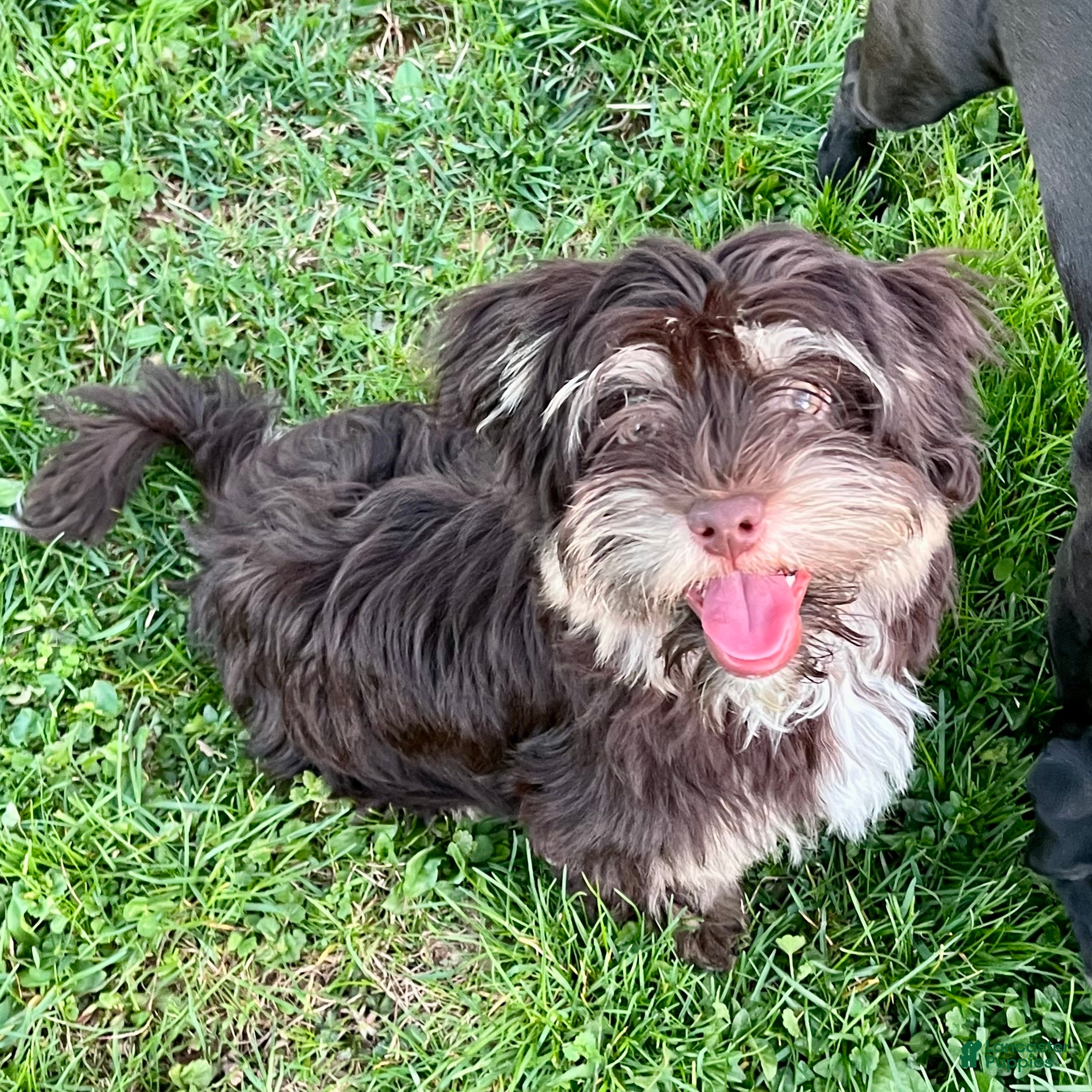 Havanese dogs Dash - Ad 1