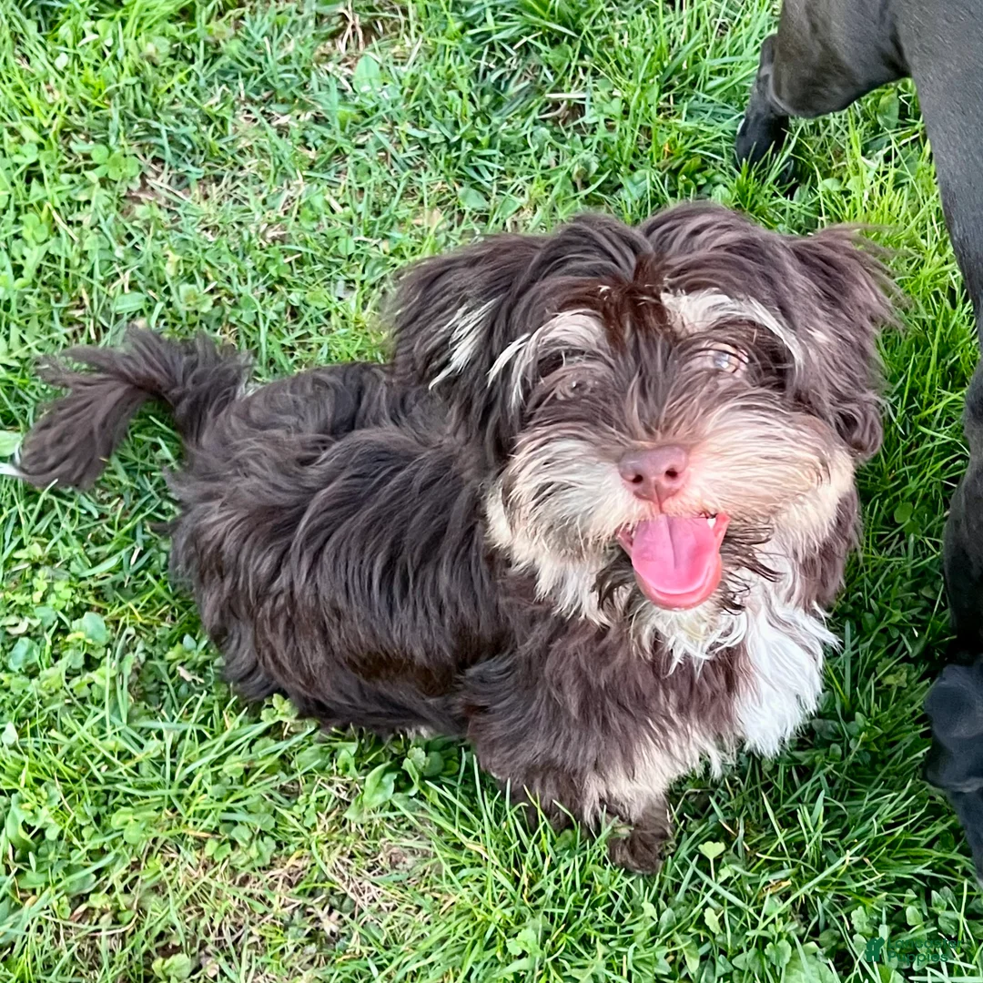 Havanese dogs for sale: Dash - Ad 1