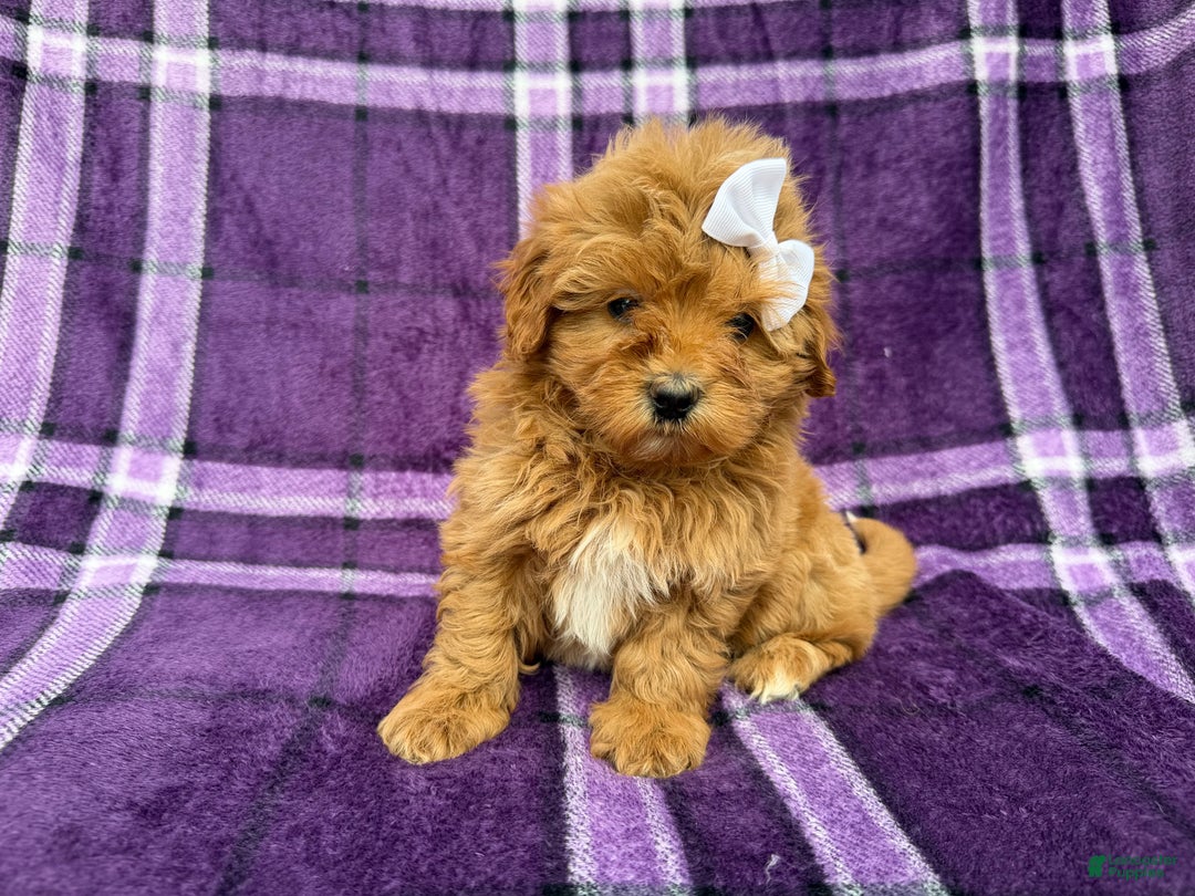 Shihpoo dogs for sale: Bubbles  - Ad 6