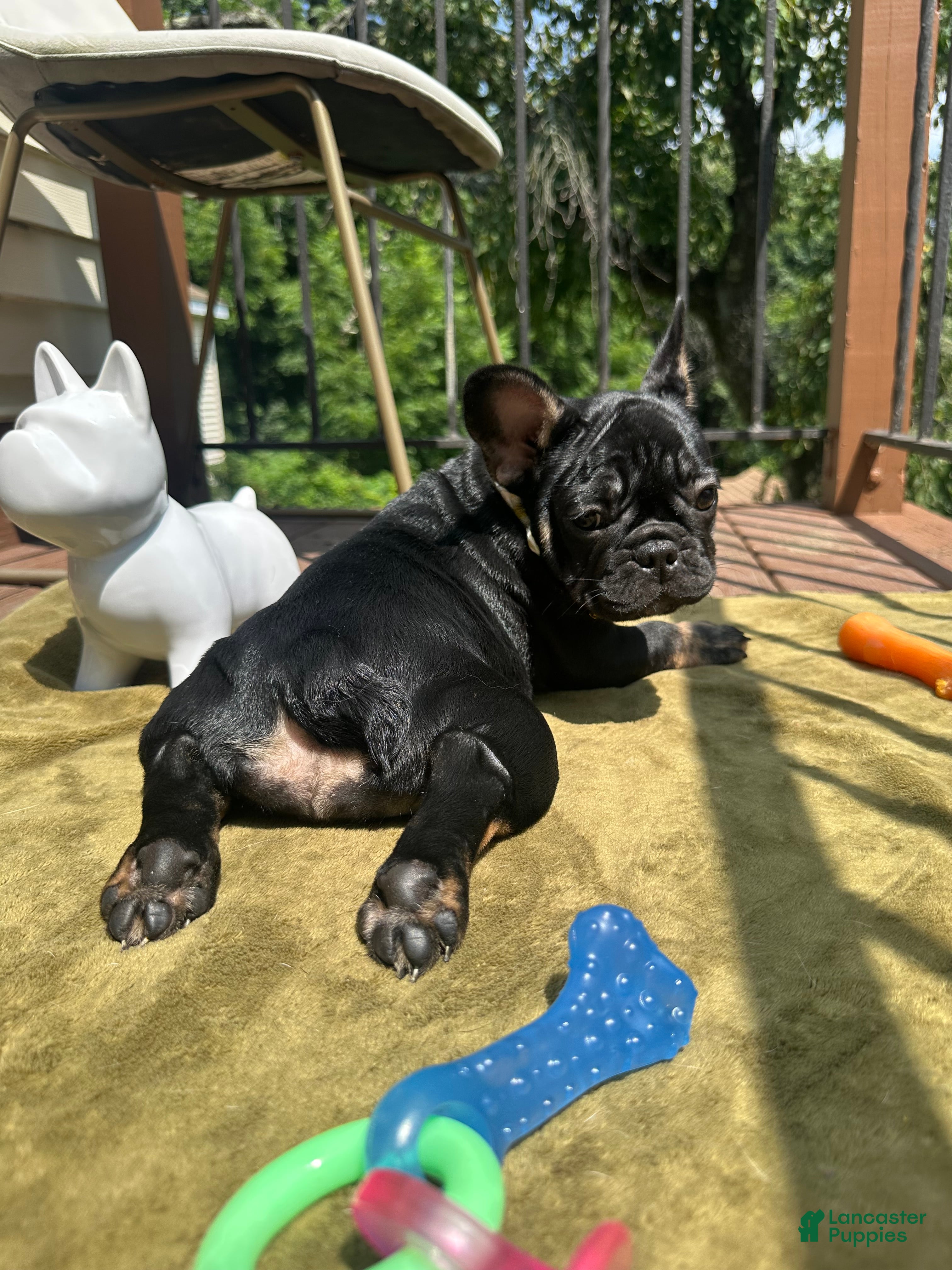 French Bulldog dogs Pepper - Ad 2