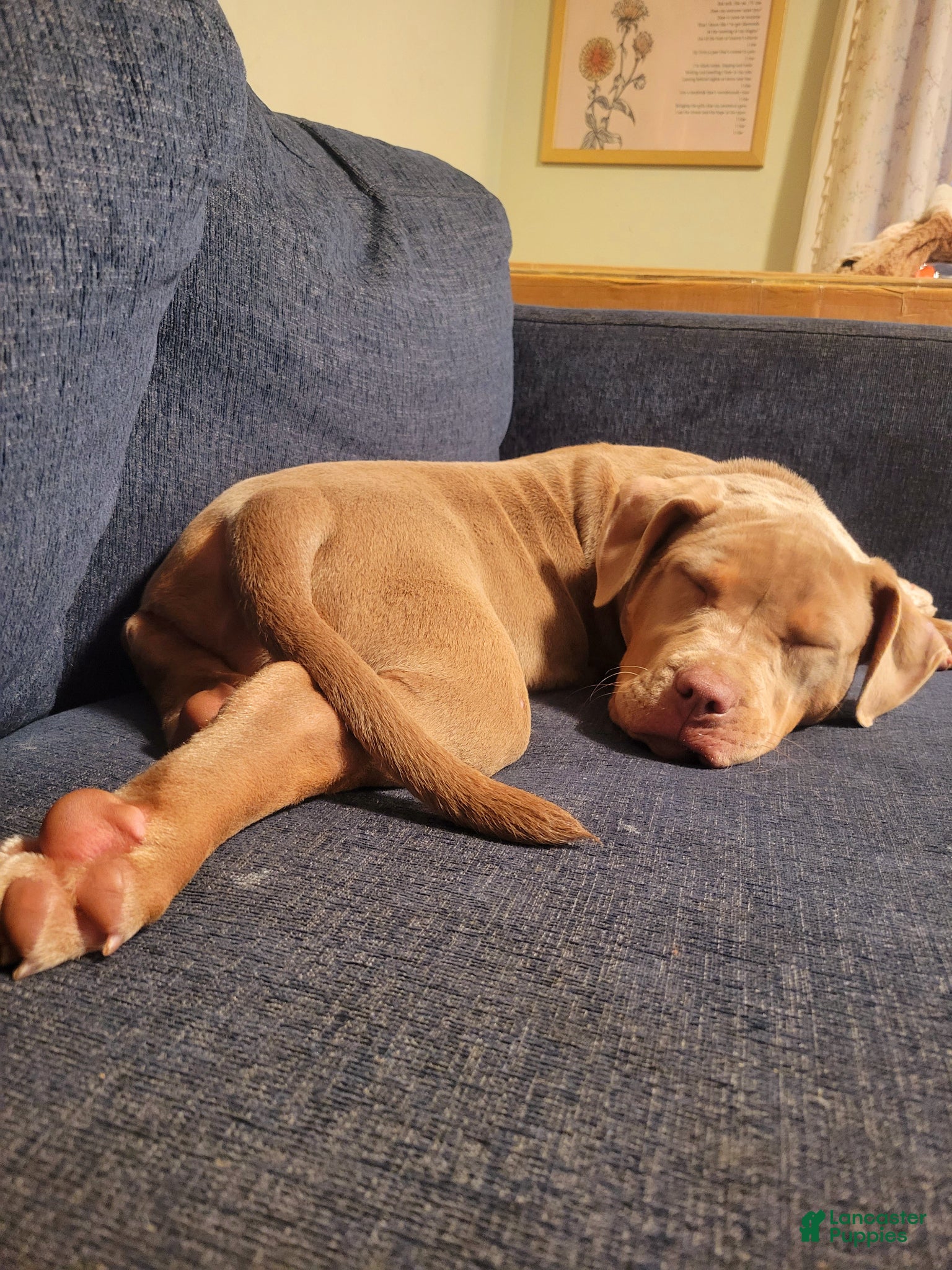 American Bully dogs for sale: American Bully Puppy 1 - Ad 3