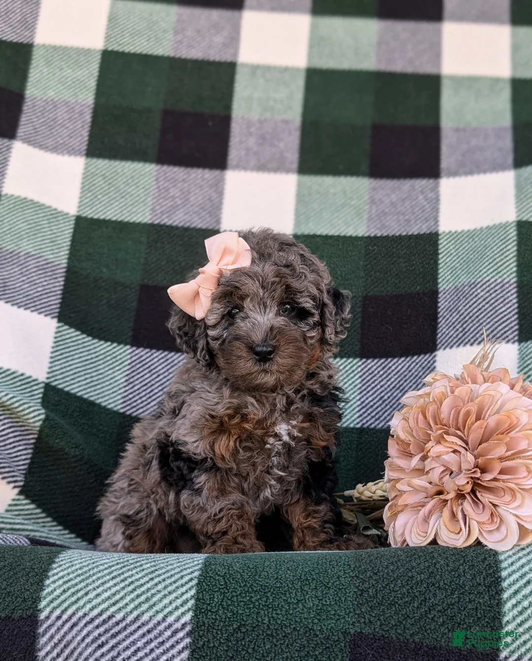 Cockapoo dogs for sale: Kahlia Hypoallergenic - Ad 2
