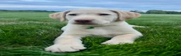 Labrador Retriever dogs for sale: Honey - Ad 39