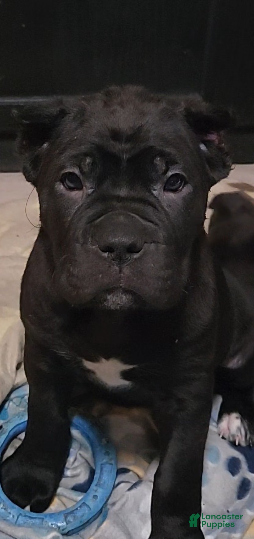 Cane Corso dogs Cane Corso Puppy 6 Piper - Ad 21