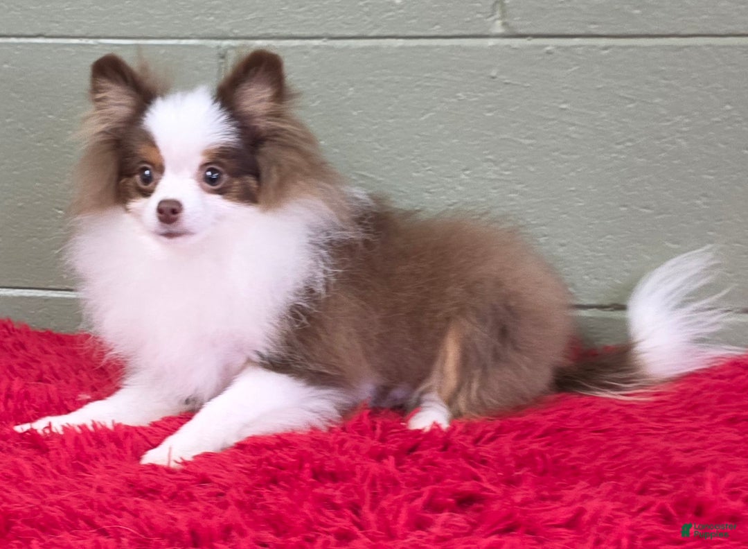 Pomeranian dogs for sale: Gunner - Ad 7