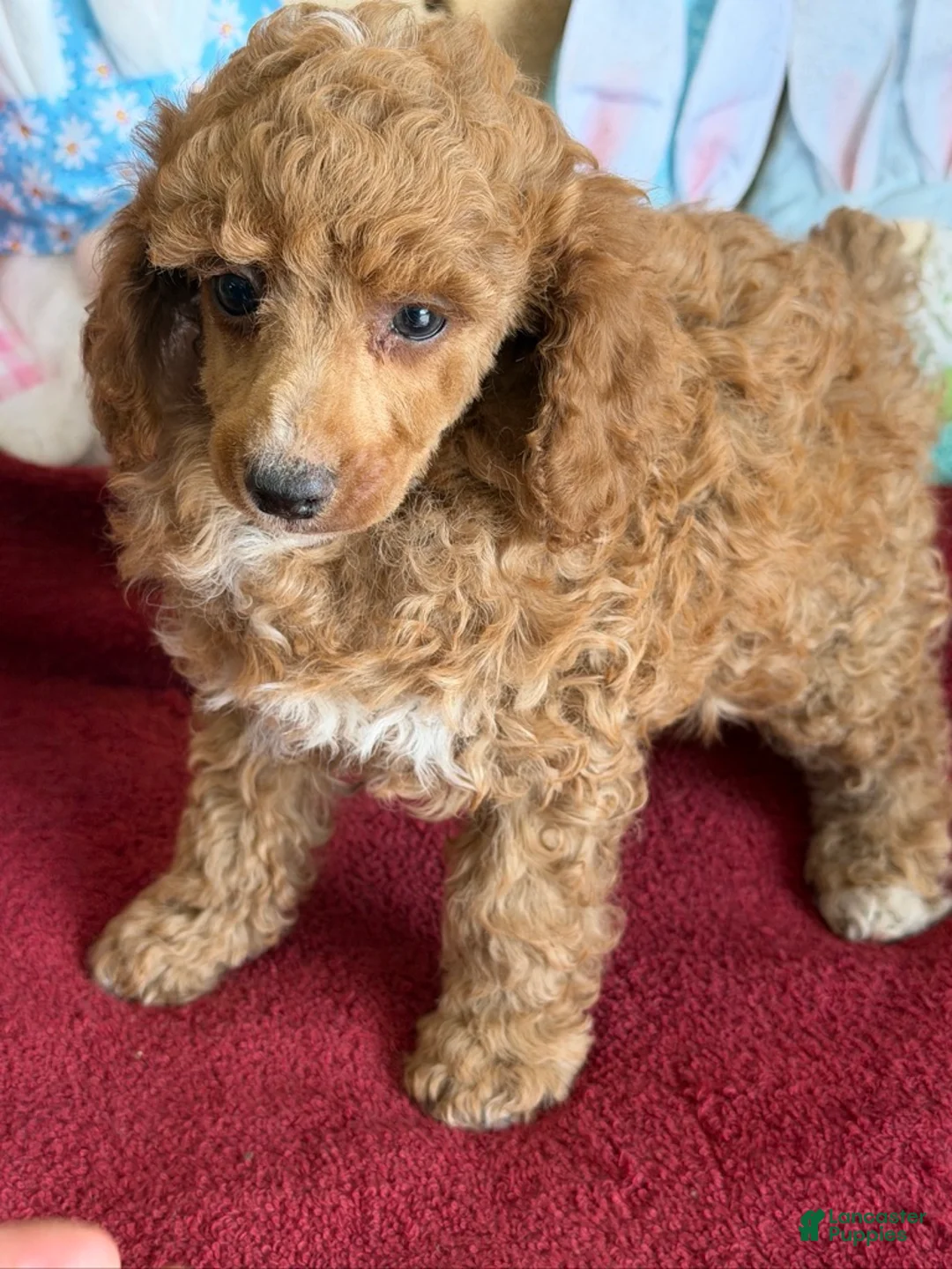 Toy Poodle dogs for sale: Finn - Ad 2