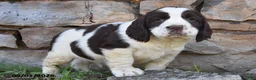 English Springer Spaniel dogs for sale: Sport - Ad 1