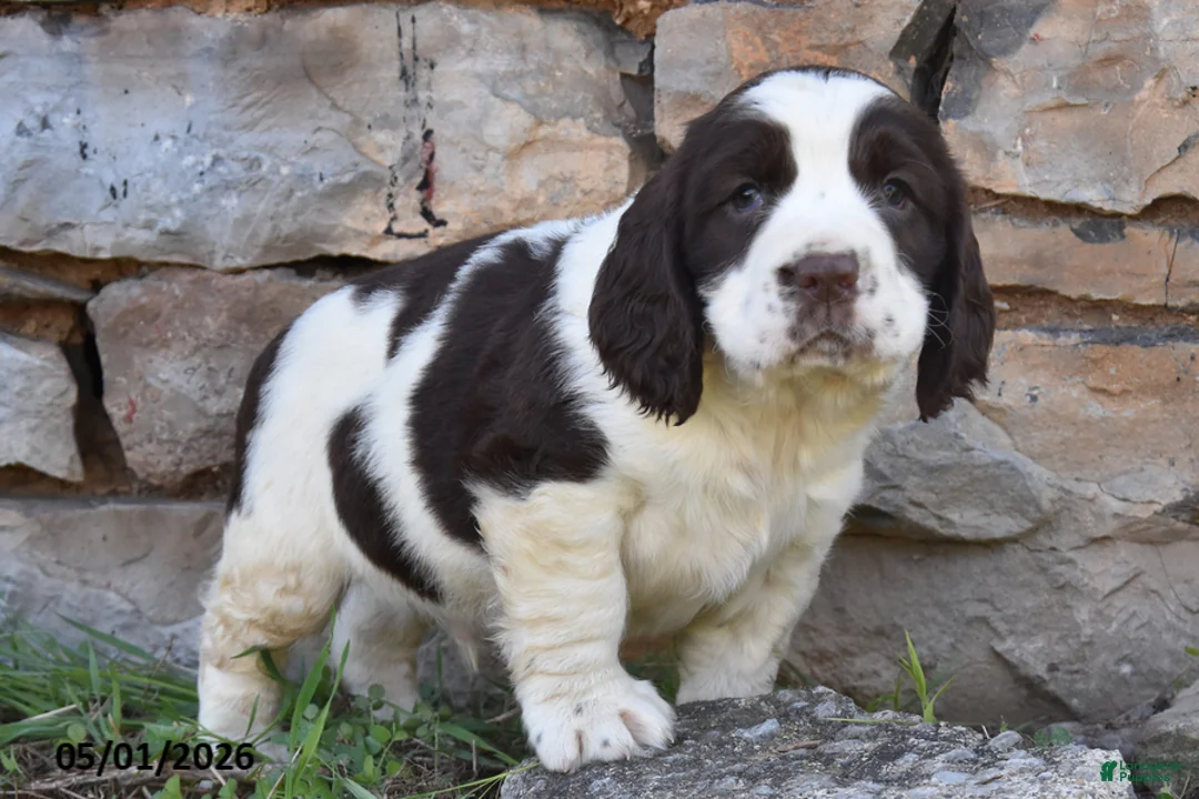 English Springer Spaniel dogs for sale: Sport - Ad 1