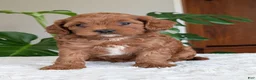 Cavapoo dogs for sale: Sara - Ad 8