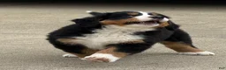 Bernese Mountain Dog dogs for sale: Sasha - Ad 7