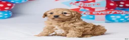 Cavapoo dogs for sale: Cindi - Ad 2