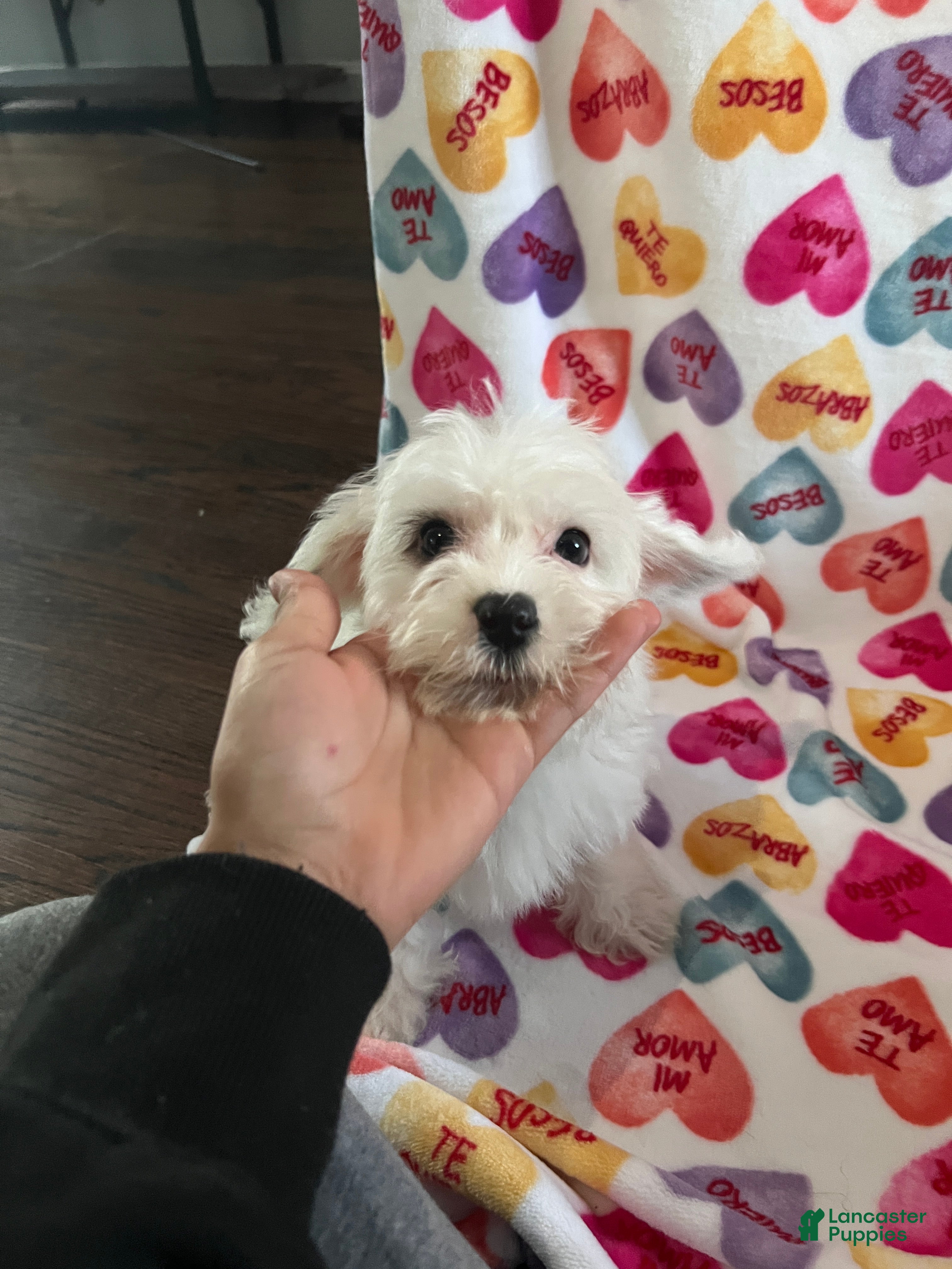 Yochon dogs Rick - Ad 1