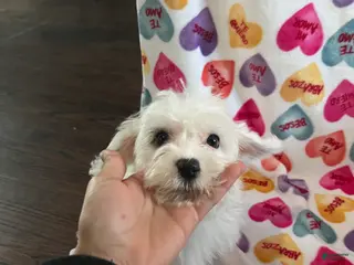 Yochon dogs Rick - Ad 5