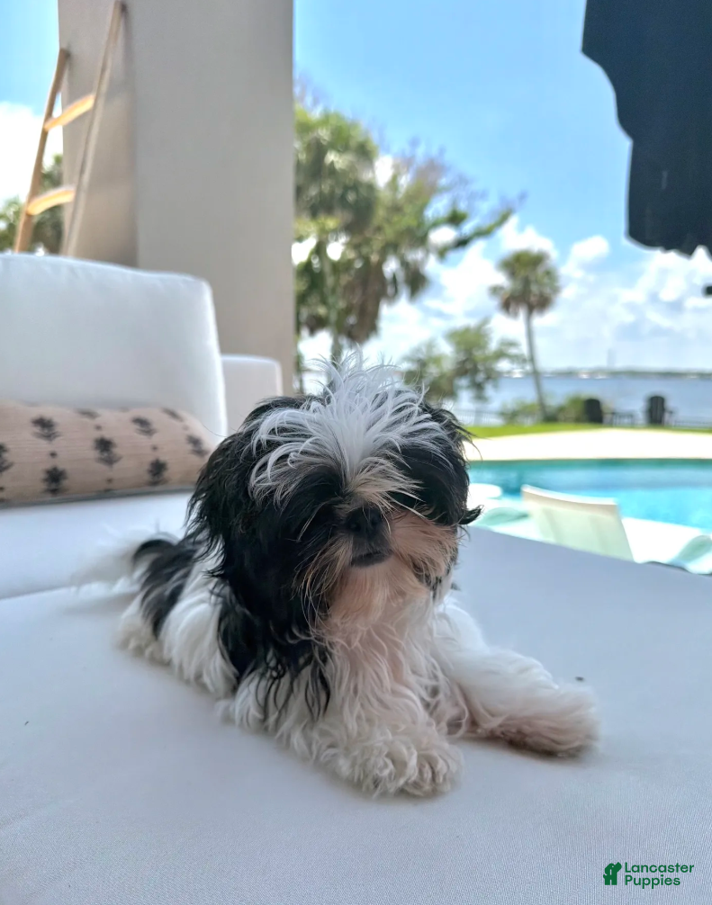 Shih Tzu dogs Sally - Ad 1
