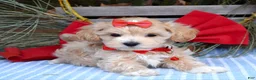 Maltipoo dogs for sale: Missy - Ad 4