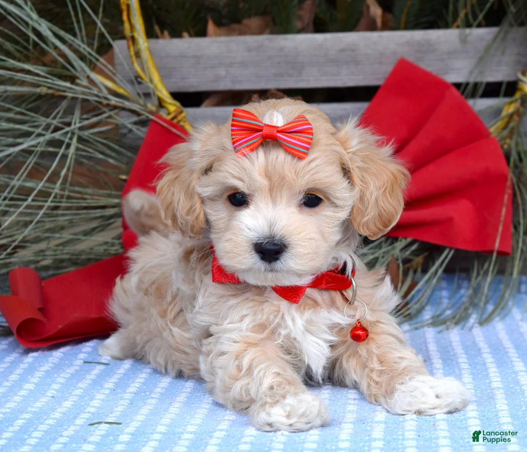 Maltipoo dogs for sale: Missy - Ad 4
