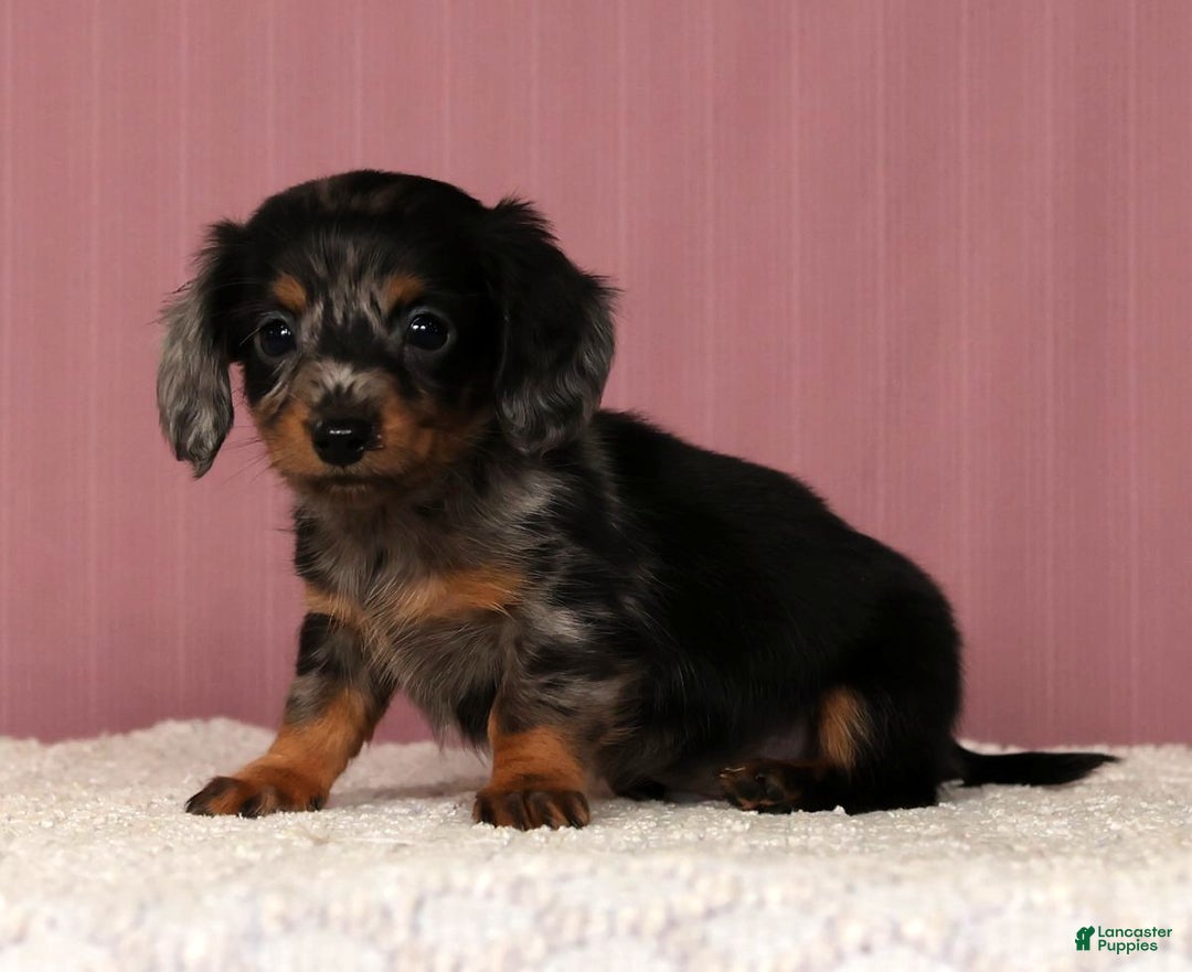 Miniature Dachshund dogs for sale: Korey - Ad 3