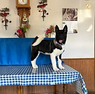 Akita dogs Reba - Ad 1