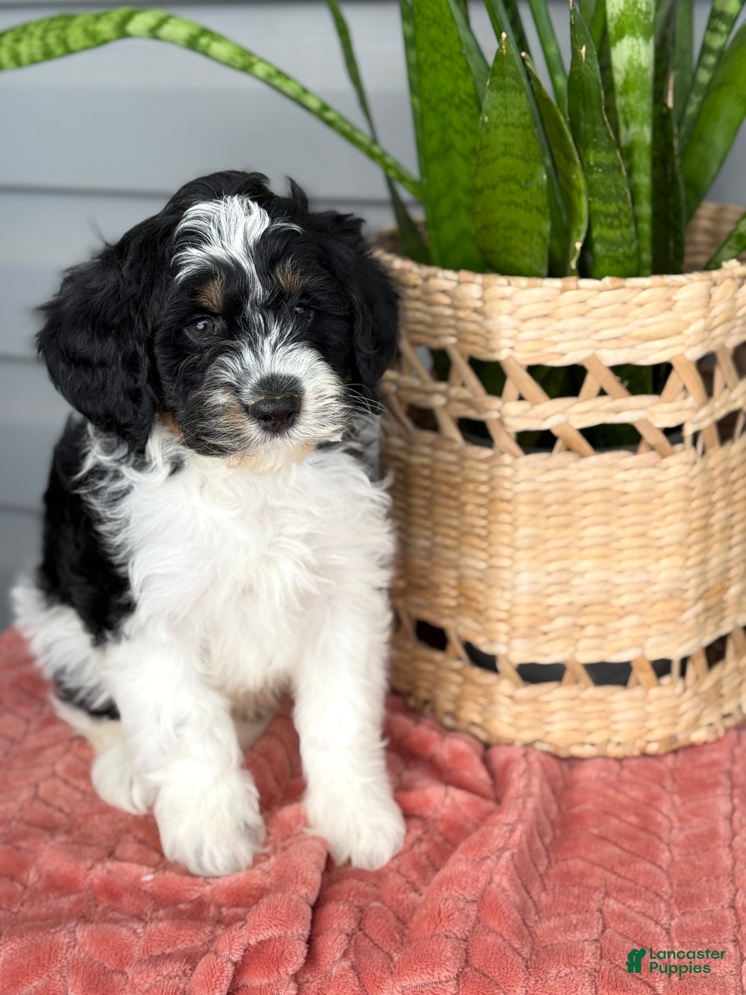 Mini Bernedoodle dogs for sale: Fenway - Ad 5
