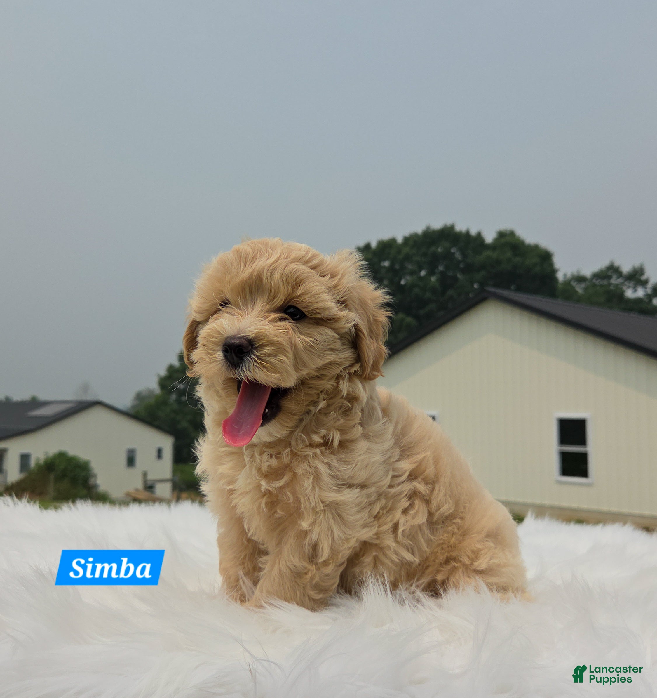 Maltipoo dogs Simba - Ad 2