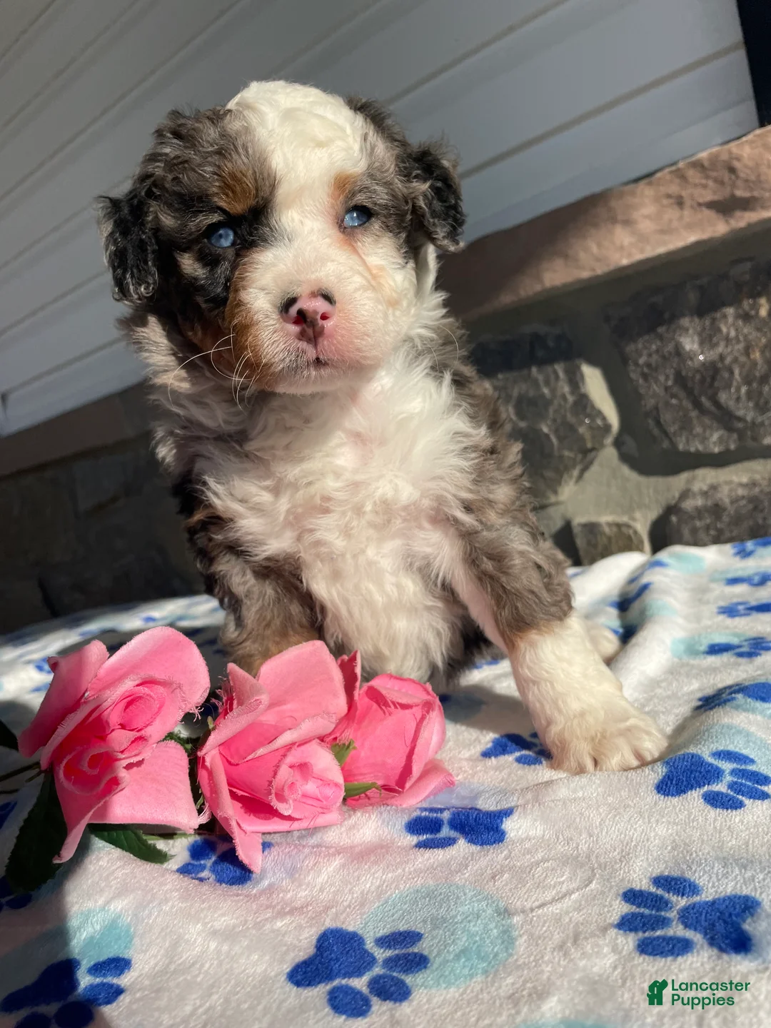 Mini Bernedoodle dogs for sale: Hazel - Ad 4