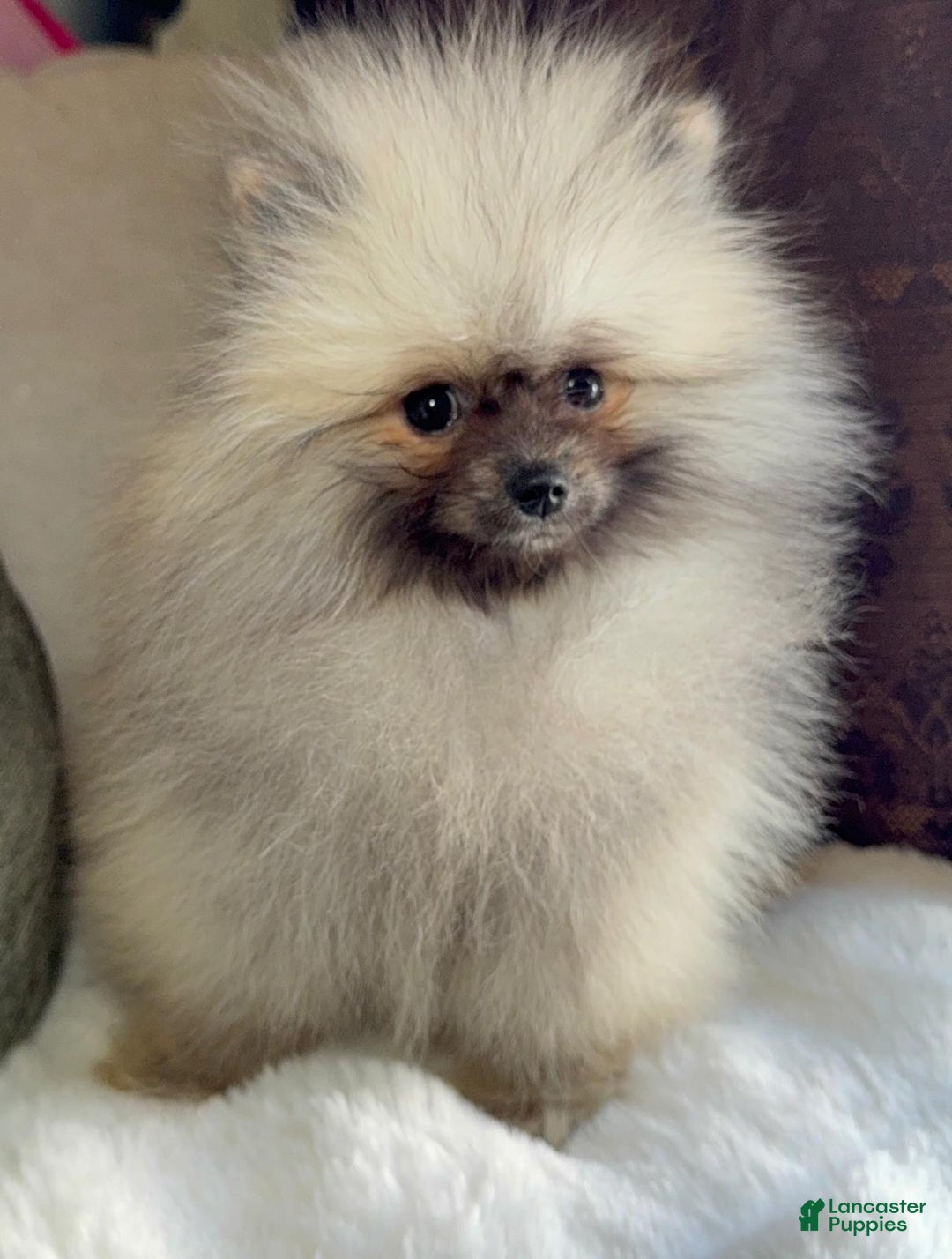 Pomeranian dogs for sale: Pomeranian Puppy victoria  - Ad 8