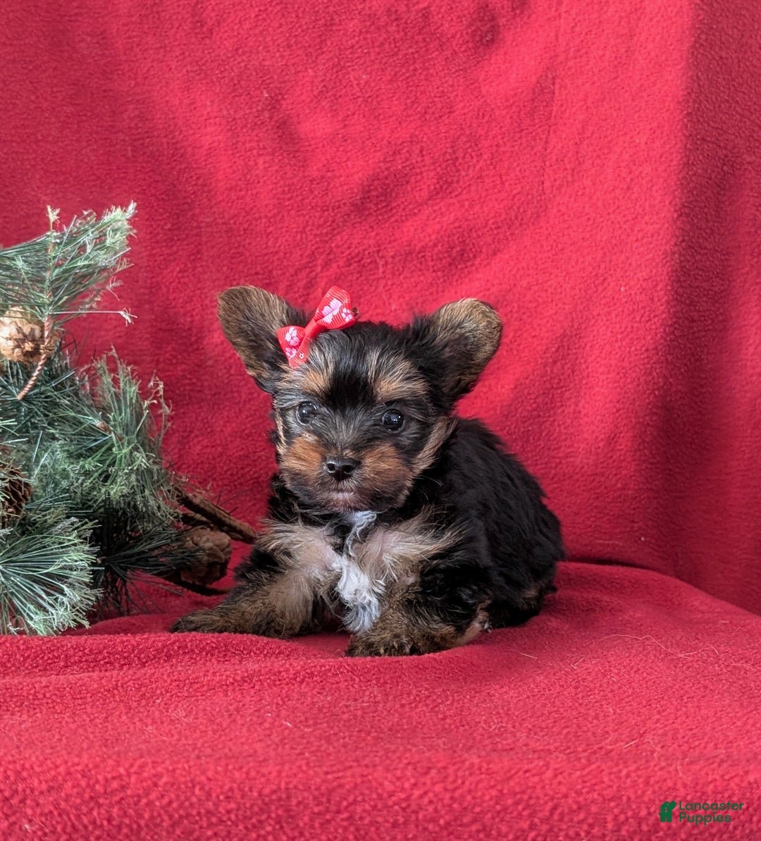 Yorkshire Terrier dogs for sale: Coralie Teacup - Ad 5