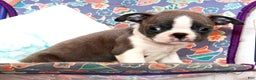 Boston Terrier dogs for sale: Peanut - Ad 4