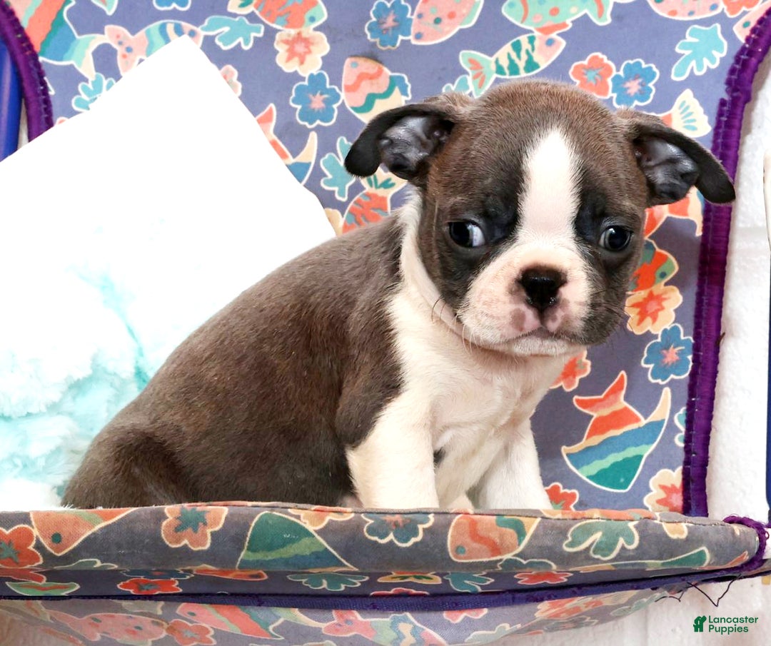 Boston Terrier dogs for sale: Peanut - Ad 4