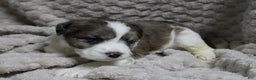 Mixed Breed dogs for sale: Mixed Breed Puppy 4 - Ad 1