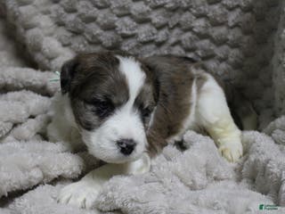 Mixed Breed dogs Mixed Breed Puppy 4 - Ad 23