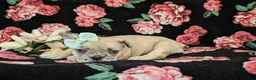 French Bulldog dogs for sale: Reba - Ad 5