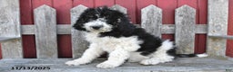 Bernedoodle dogs for sale: Sally - Ad 5