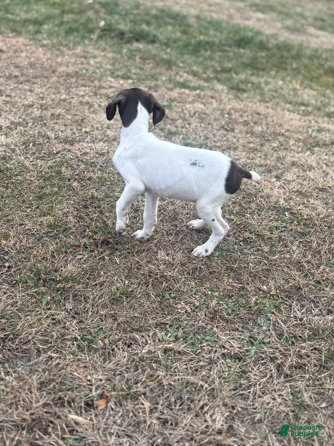 German Shorthaired Pointer dogs for sale: Cookie - Ad 6