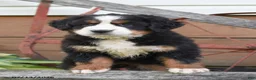 Bernese Mountain Dog dogs for sale: Rachel - Ad 1
