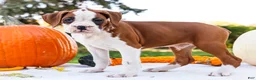 Boxer dogs for sale: Oxford Boxer - Ad 6