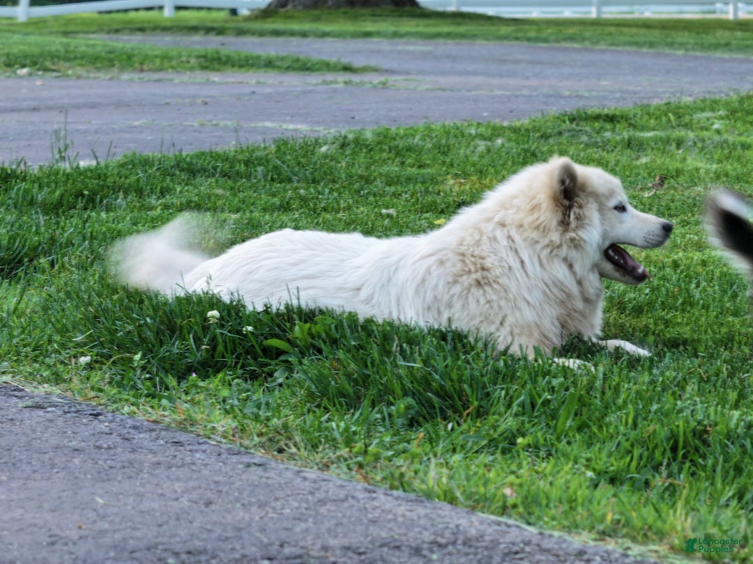 Pomsky dogs for sale: Fudge - Ad 3
