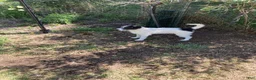 Bordoodle dogs for sale: Bordoodle Puppy Ollie - Ad 3